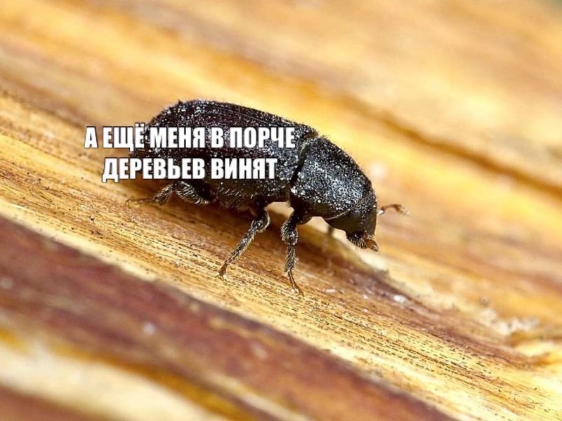 Жук древоточец долгоносик