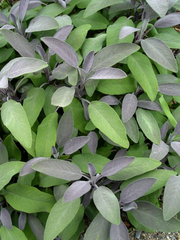 Шалфей Sage