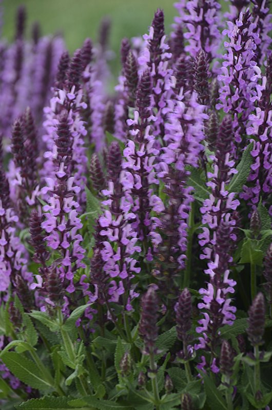 Шалфей Дубравный (Salvia nemorosa `Caradonna`)