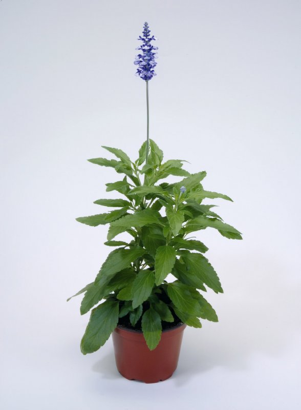 Salvia Divinorum в горшке