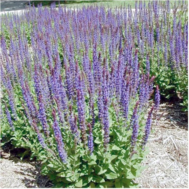 Salvia leucantha , мексиканский шалфей