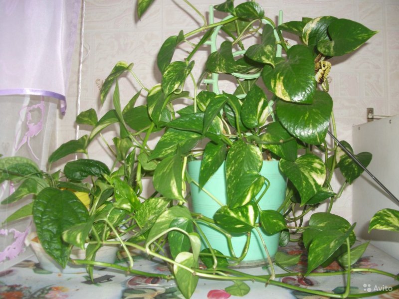 Комнатная Лиана трехлистная