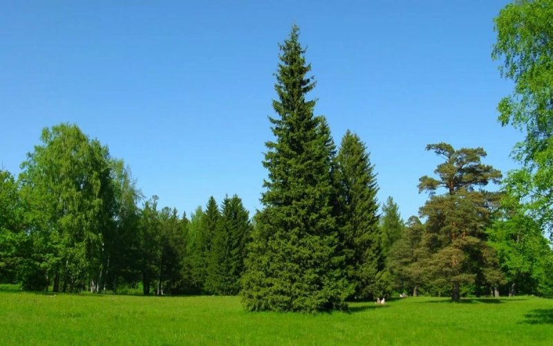 Ель в лесу