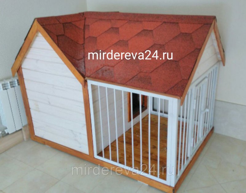 Когда можно мыть русского той терьера