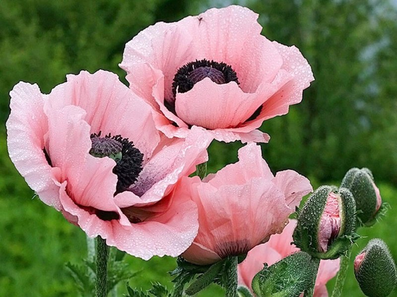 Мак (Papaver) Picotee