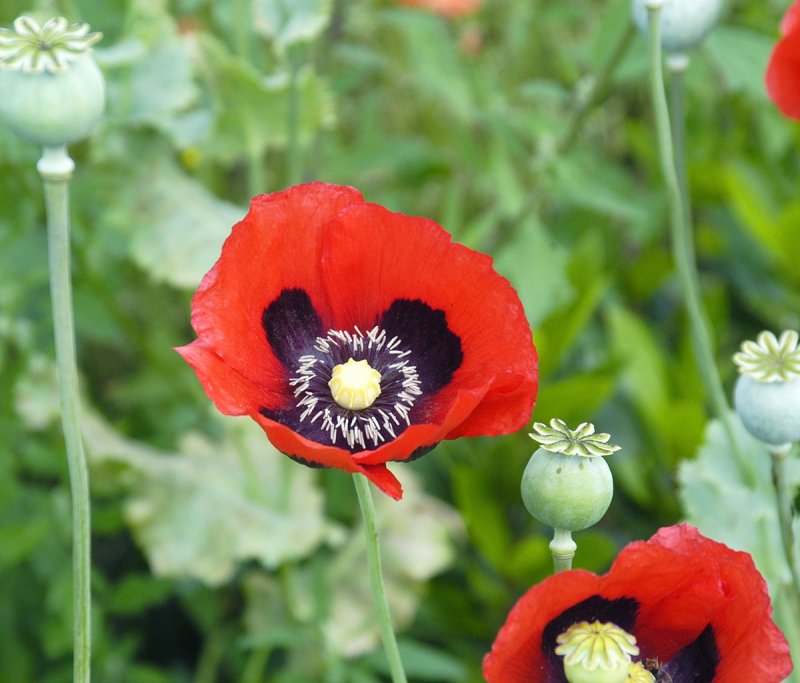 Мак снотворный (Papaver somniferum)