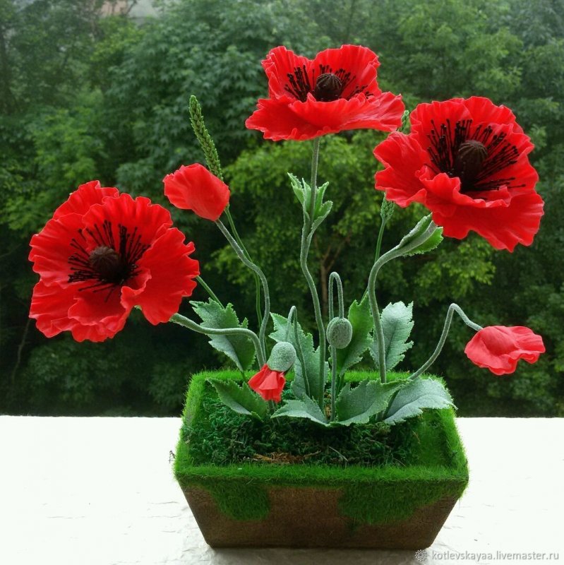 Композиция из маков