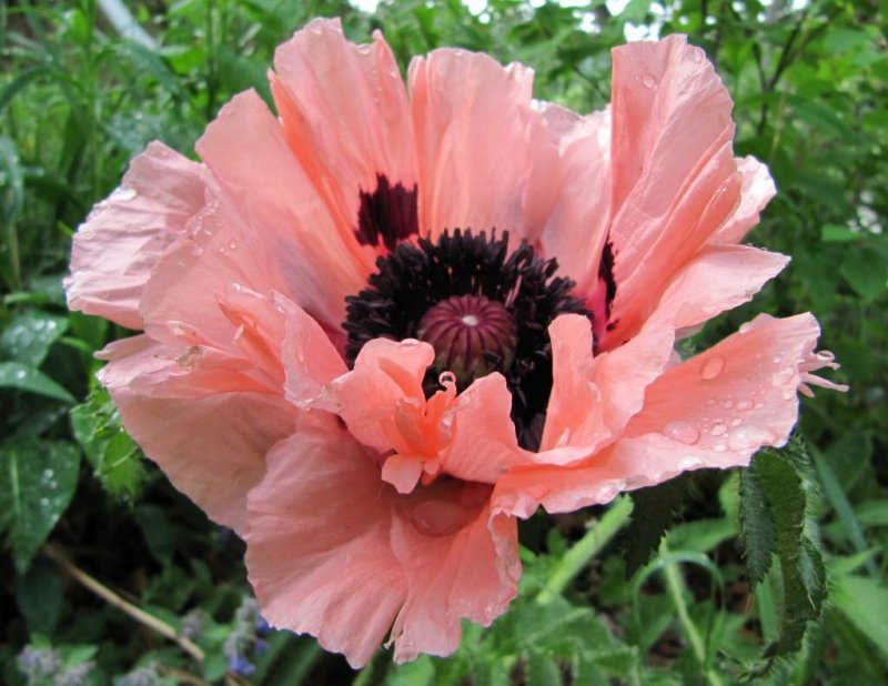Мак Восточный (Papaver orientale)