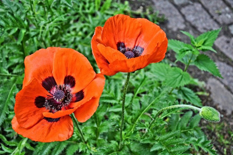 Мак щетинконосный (Papaver setigerum d. c.)