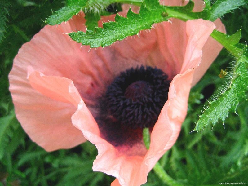 Мак Papaver Garden Glory
