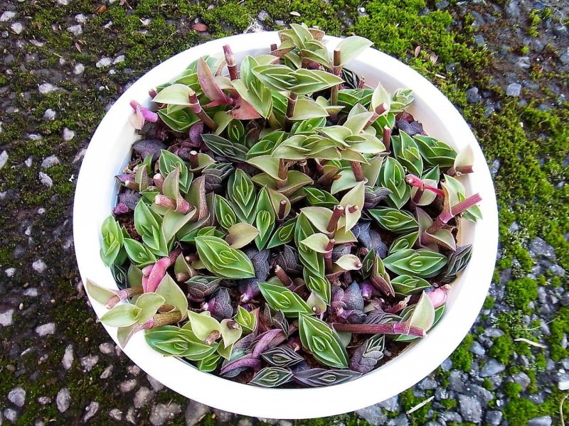 Традесканция ладьевидная (Tradescantia navicularis)
