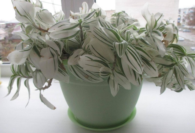 Традесканция белоцветковая Tradescantia albiflora