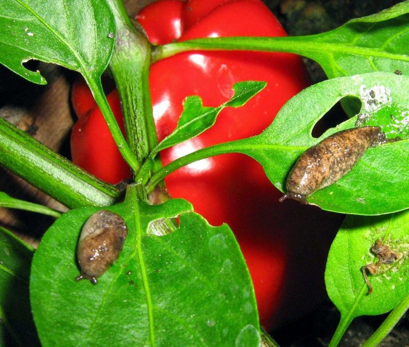 Chilli Leaf spot