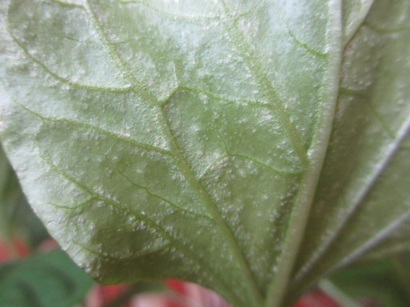 Свекловичная тля Aphis fabae