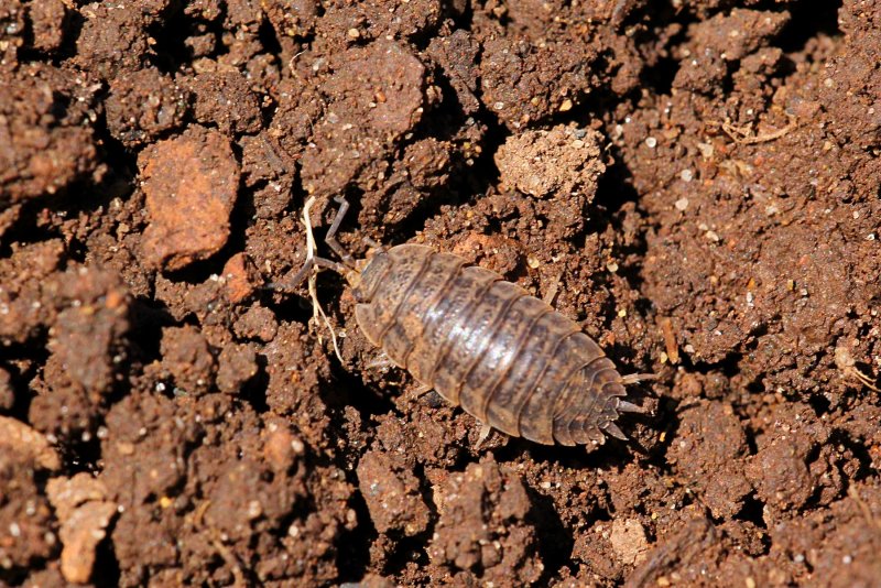 Мокрица шероховатая (Porcellio scaber)