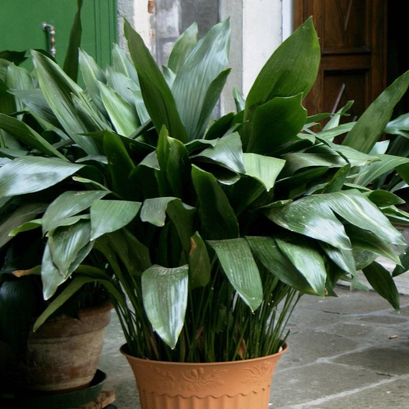 Аспидистра (Aspidistra)