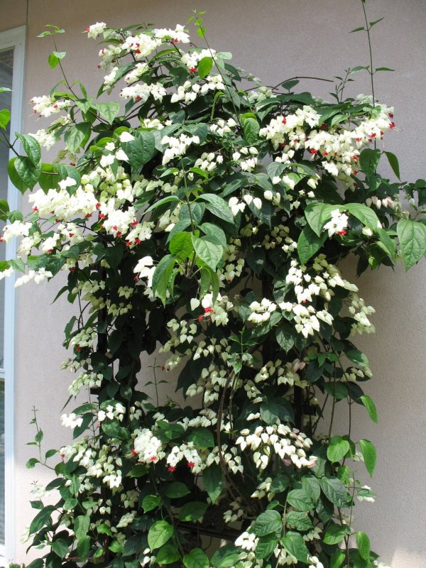 Клеродендрум thomsoniae