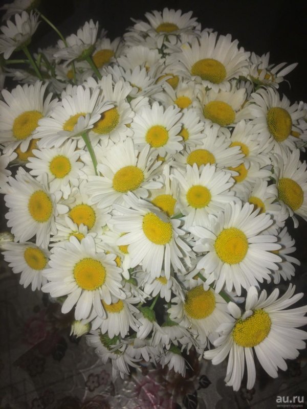 Ромашки домашние