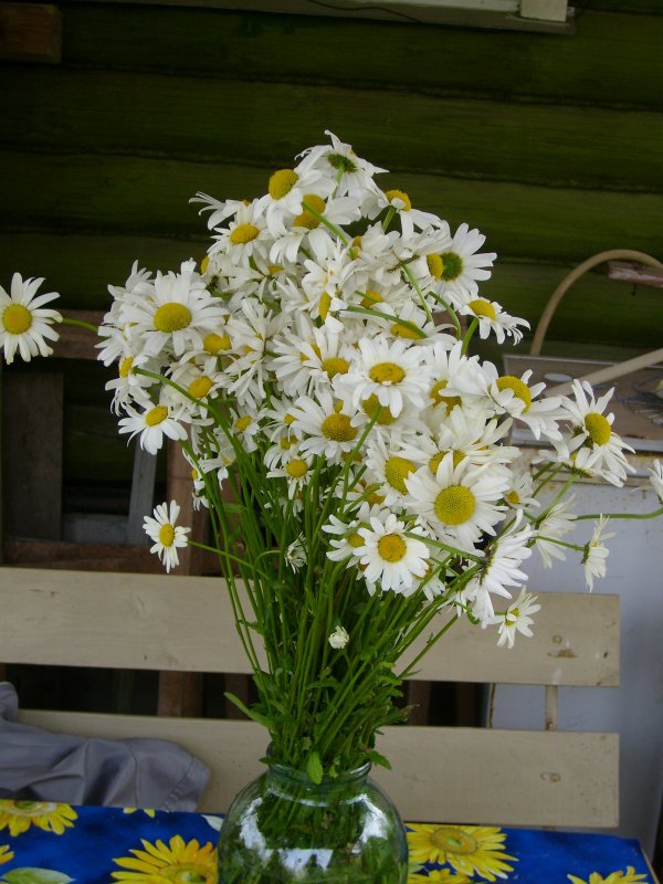 Букет ромашек