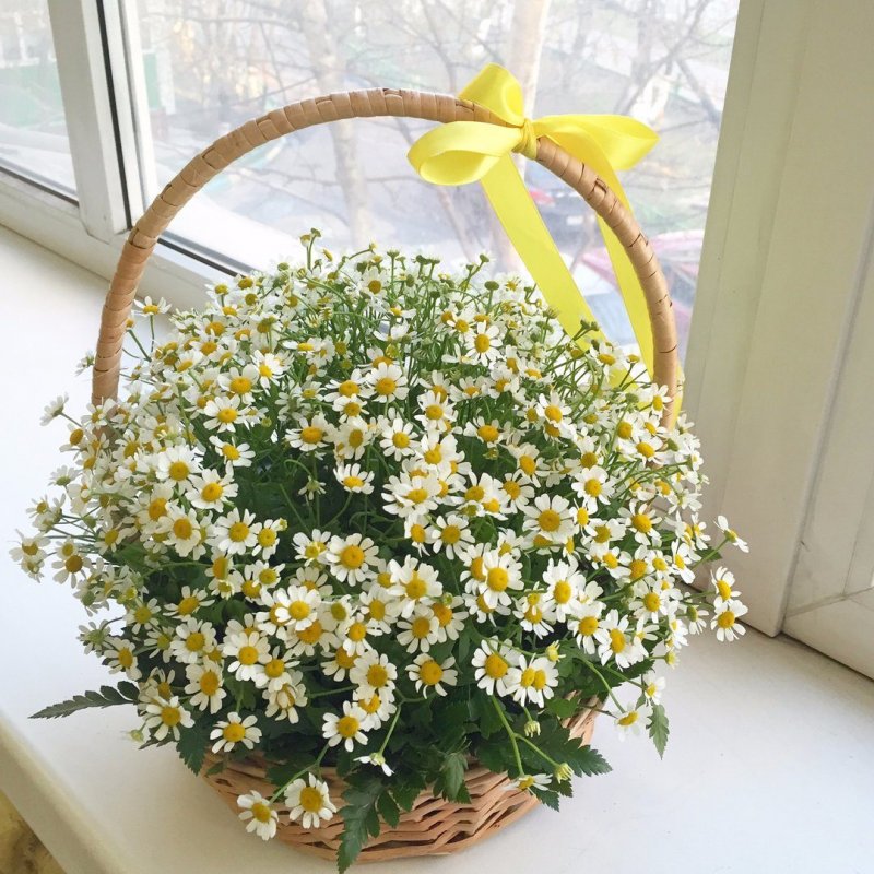 Ромашки в корзине