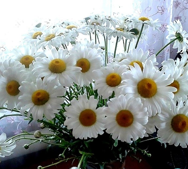 Ромашки любимые цветы