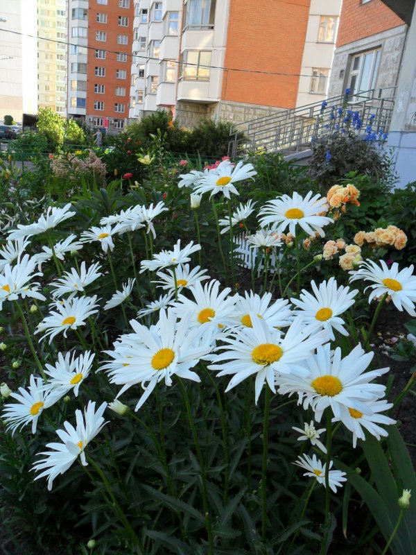 Дом в ромашках