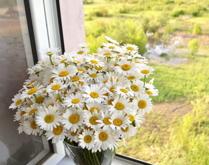 Букет ромашек