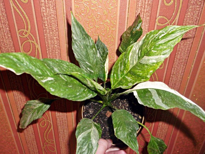 Спатифиллум Джемини Spathiphyllum Gemini