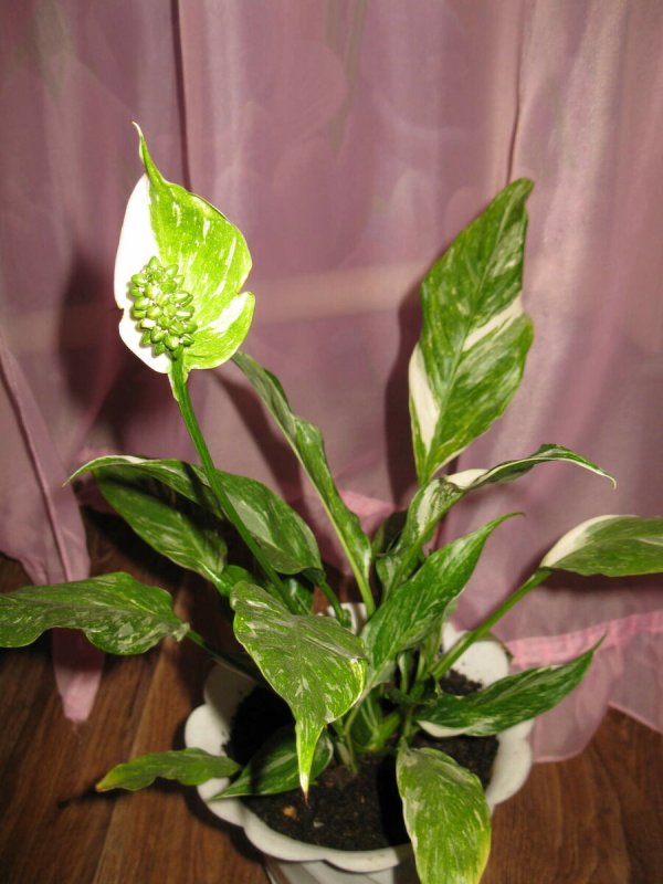 Спатифиллум Джемини Spathiphyllum Gemini