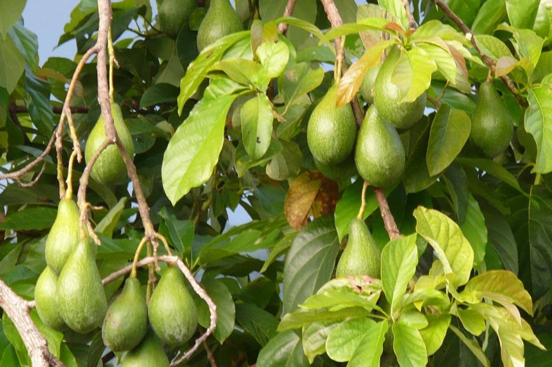 Persea Gratissima