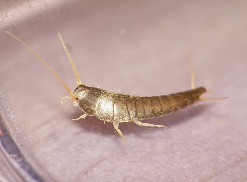 Мокриц (Oniscidea)