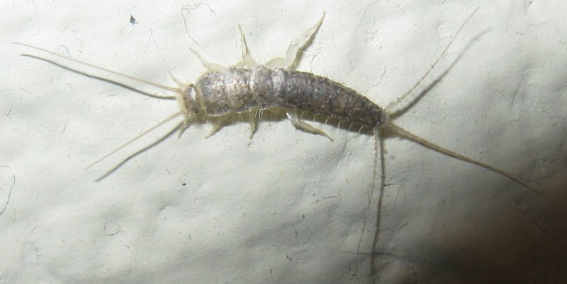 Мокрица Крымская