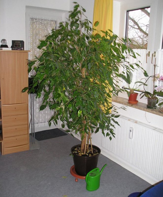 Кофе Арабика цветок домашний