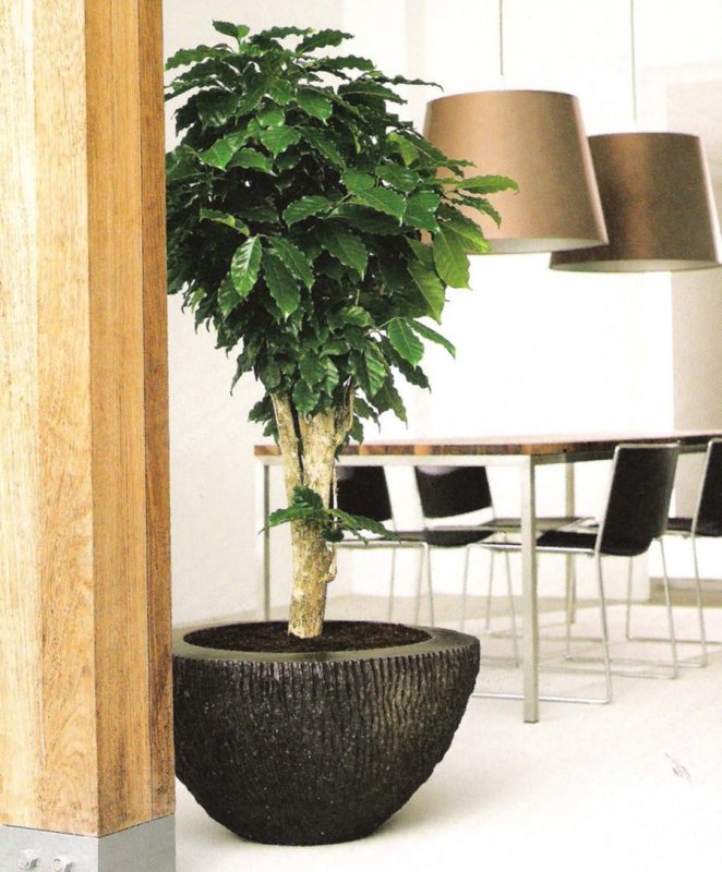 Комнатное растение Coffea Arabica