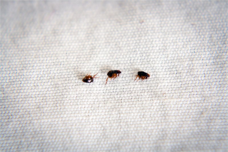Клопы постельные (Cimicidae)