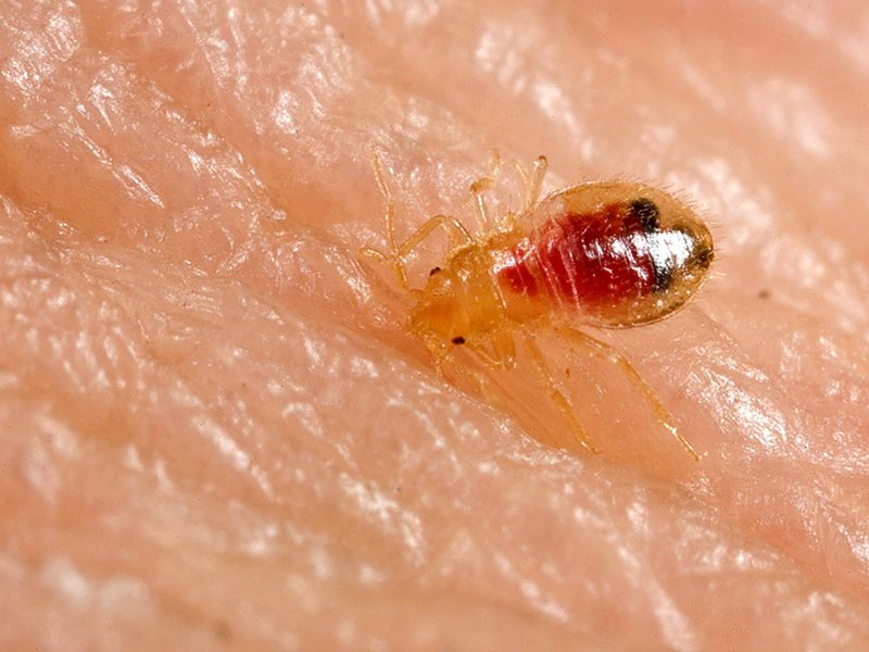Постельный клоп Cimex lectularius (личинки, нимфы)