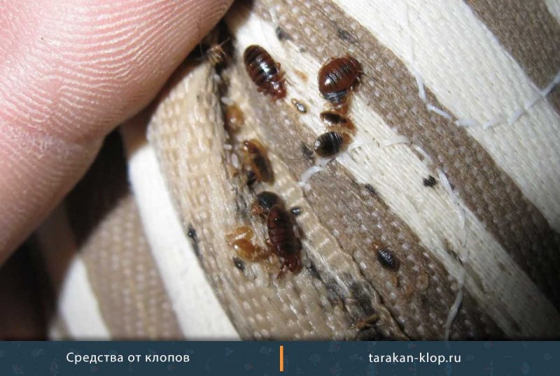 Блохи в постельном белье