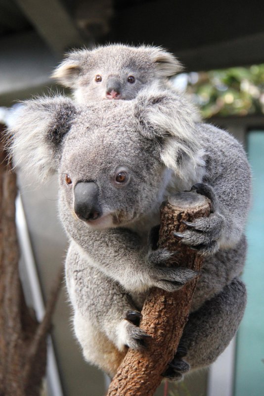 Коала домашняя