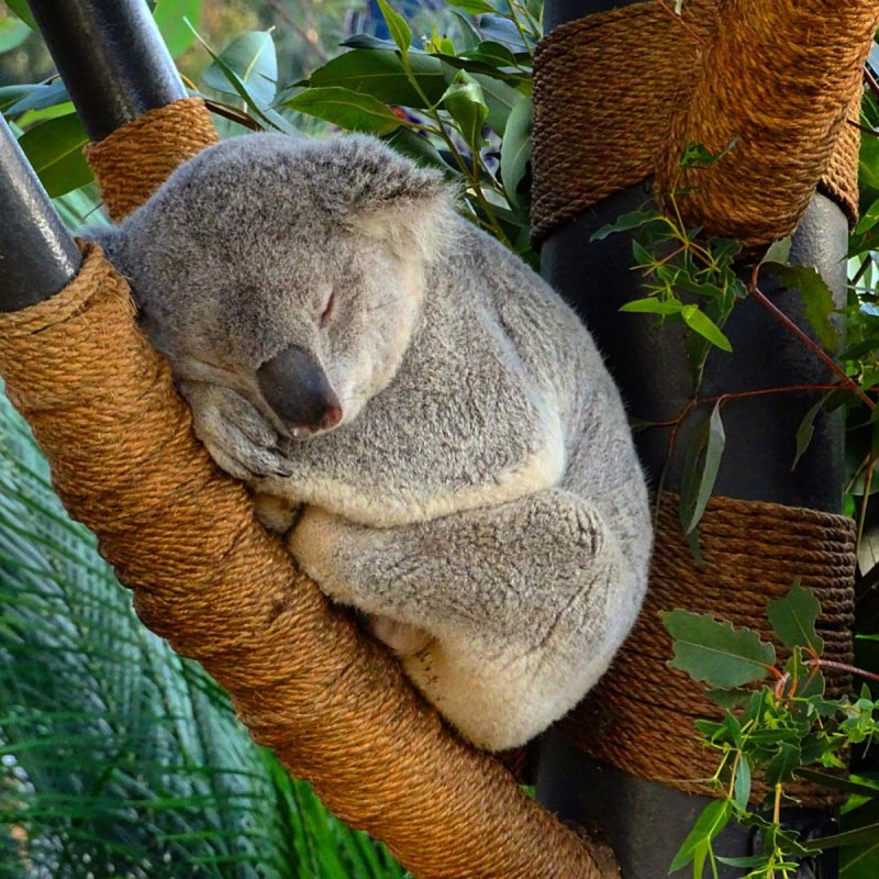 Коала вомбат и кенгуру