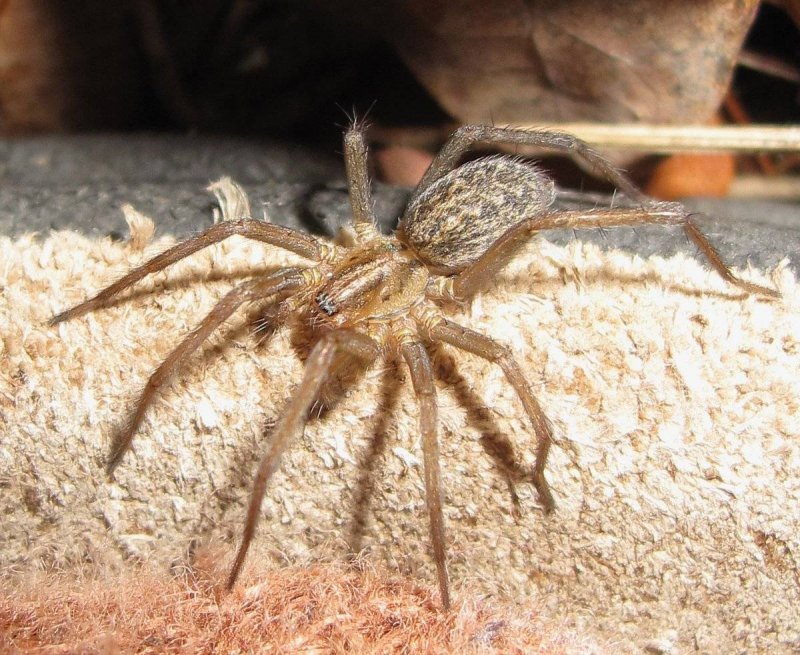 Tegenaria Agrestis паук Бродяга