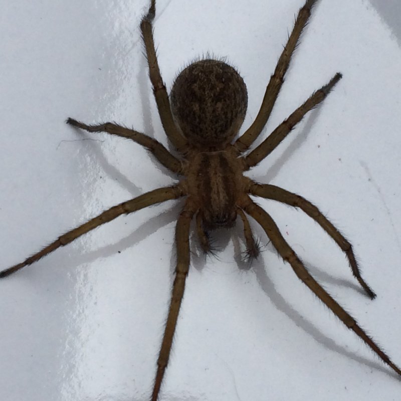 Brown Recluse Spider паук
