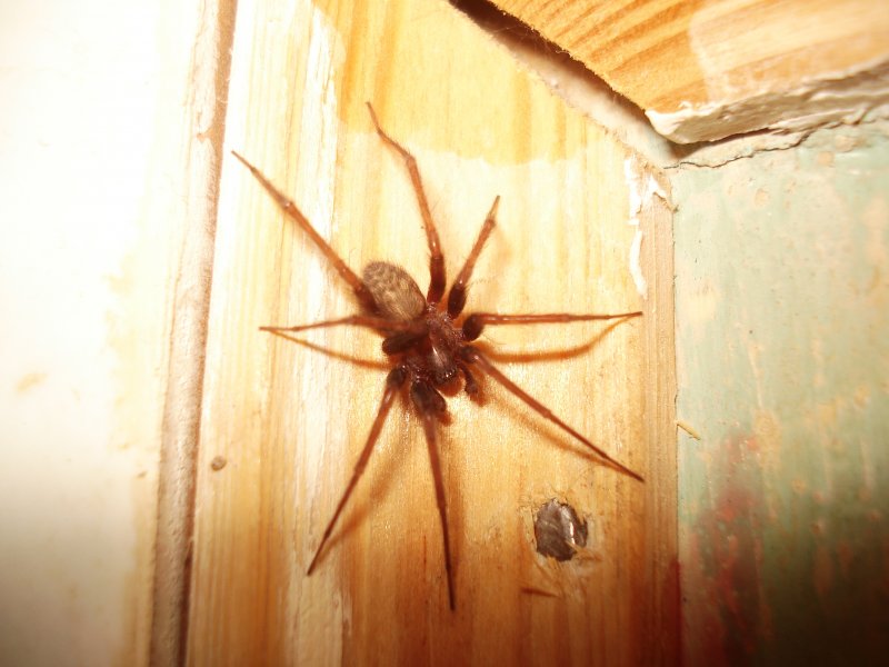 Tegenaria domestica паук 5см