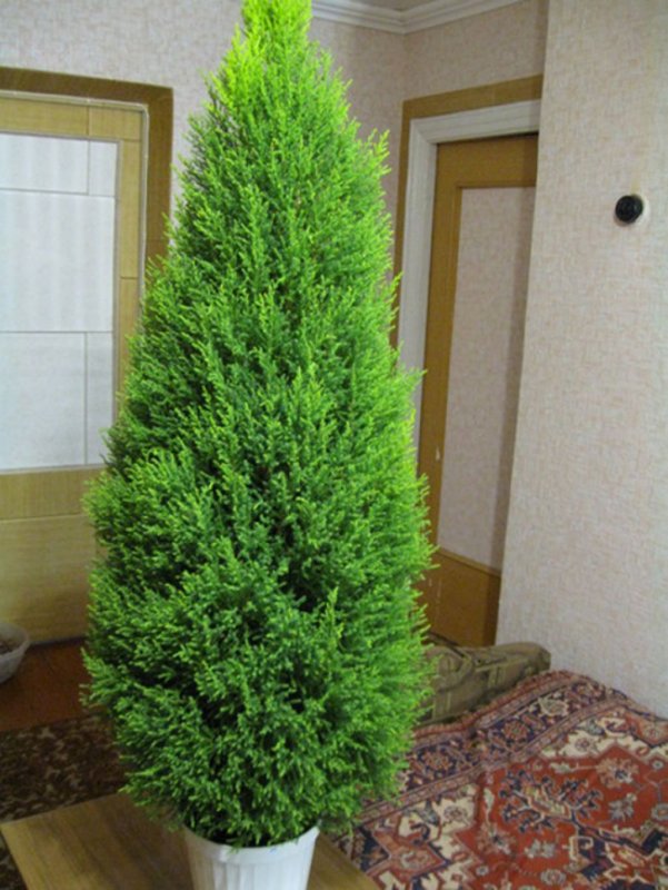 Туя Купрессус