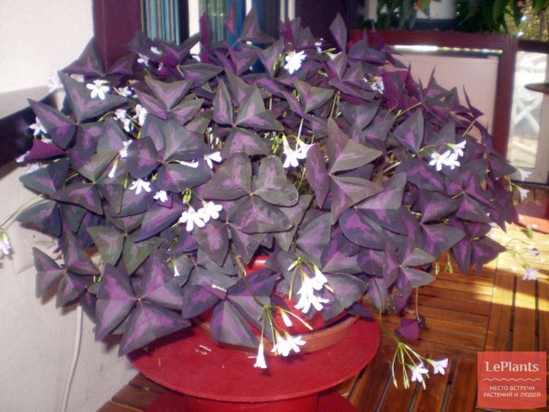 Кислица треугольная (Oxalis triangularis)