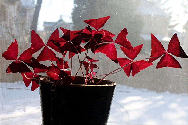 Кислица треугольная (Oxalis triangularis)