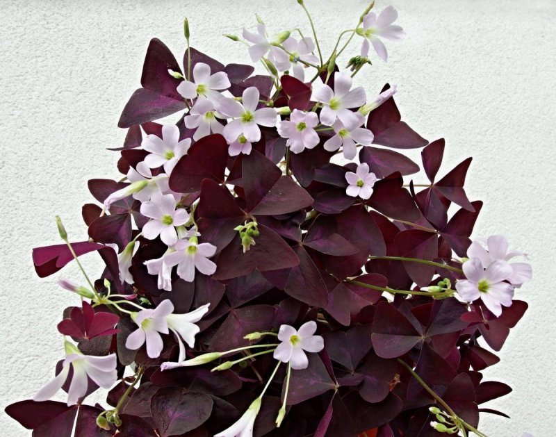 Кислица треугольная (Oxalis triangularis)