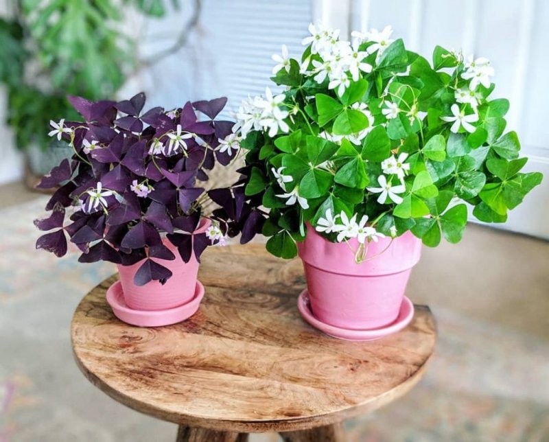 Кислица треугольная (Oxalis triangularis)