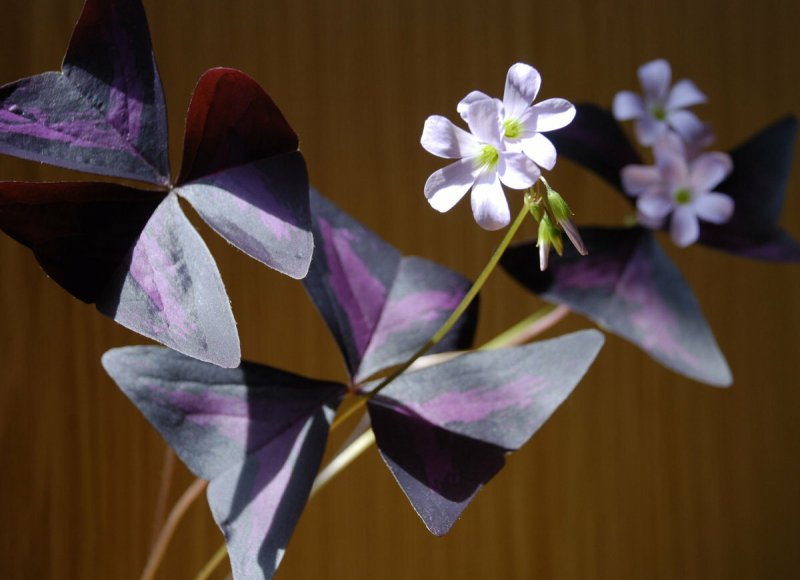 Кислица Ортгиса (Oxalis ortgiesii).