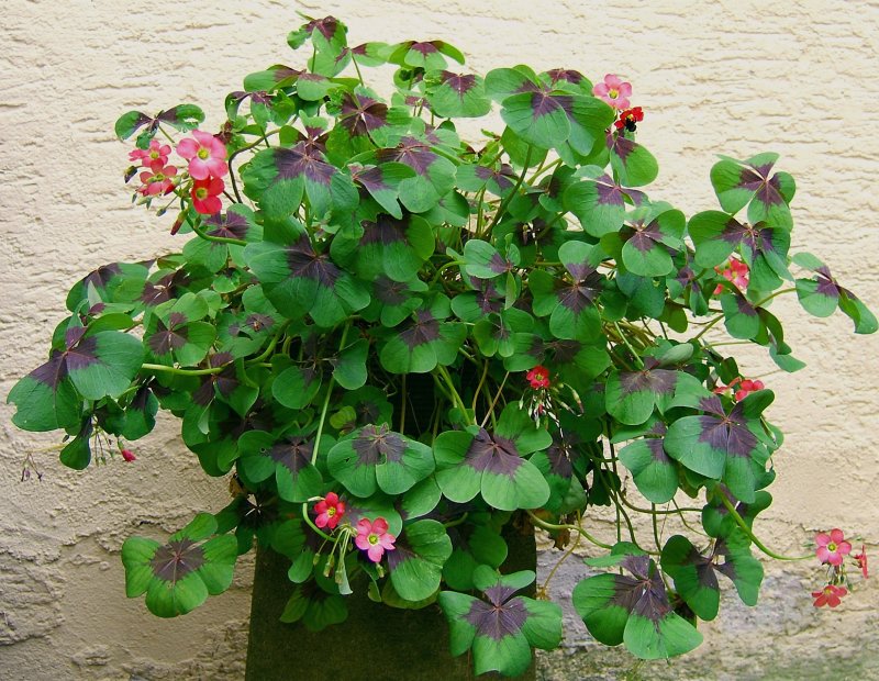 Oxalis tetraphylla Кислица Деппе