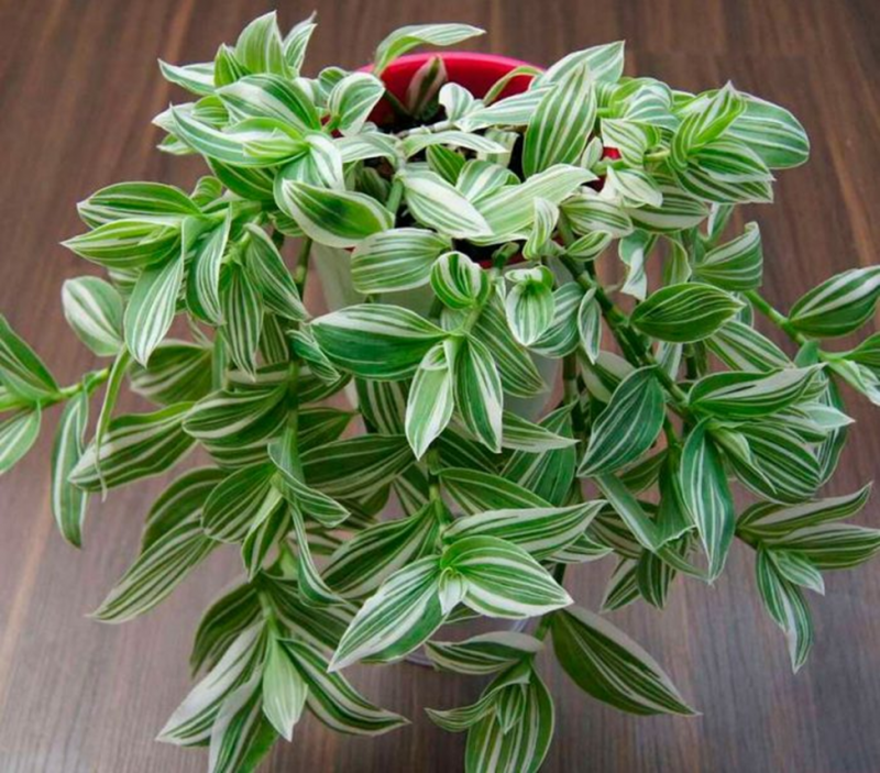 Традесканция albiflora